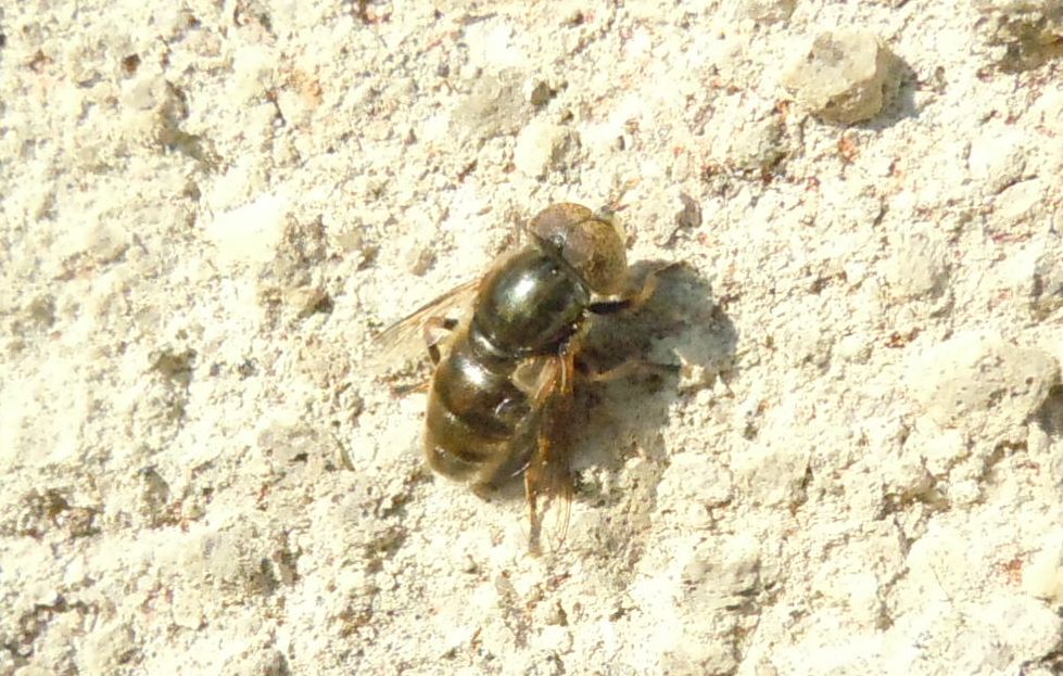 Eristalinus aeneus ♂ (Syrphidae)